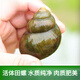 曼小伍新鮮特大田螺鮮活大個(gè)清水新鮮泥螺田螺 活水螺螄 大田螺 500g