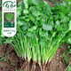 壽禾蔬菜種子批發(fā)大全山東壽光青菜四季9月秋冬蔬菜之鄉(xiāng)種籽陽臺菜籽 香菜種子20gx2包