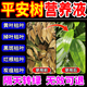 平安樹(shù)營(yíng)養液專(zhuān)用肥料治葉子干枯發(fā)黃落葉焦尖蟲(chóng)洞防病蟲(chóng)害殺菌劑 【單瓶裝】