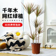 雅致千年木綠植客廳大盆栽室內(nèi)植物七彩鐵花卉1.3-1.5m原盆源頭直發(fā)