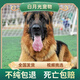 德牧幼犬賽級(jí)純種德國(guó)牧羊犬活體弓背黑背狼狗警犬大型犬護(hù)衛(wèi)犬狗 血統(tǒng)級(jí) 母