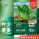壽禾 上海青種子苗油菜青梗菜秋季蔬菜籽 濰育四季上海青種子10g*3袋