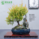潮裕盆景紅楊木室內(nèi)外老樁真樹綠植盆栽辦公室庭院陽臺四季常青 紅楊盆景43 帶盆栽好