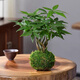 新型造型發(fā)財樹盆栽盆景奇趣獨特室內(nèi)植物室內(nèi)辦公室好養(yǎng)植物 奇趣五桿發(fā)財樹苔蘚球+塑料底座