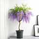 紫藤蘿陽臺植物好養(yǎng)室內(nèi)綠植盆栽盆景樹老樁樹苗綠植陽臺植物花卉 豐花紫藤花量多13年