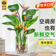 臨雅天堂鳥(niǎo)無(wú)土純水培植物室內好養花卉盆栽易活桌面綠植鶴望蘭吸甲醛 水培天堂鳥(niǎo)【50-60cm】3棵