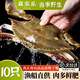 舟山梭子蟹鮮活特大野生大螃蟹新鮮冷凍海鮮水產(chǎn)海蟹飛蟹白蟹順豐 凈重3-4兩/只【10只 精品野生】
