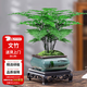 花翁盆栽植物中式禪意盆景創(chuàng)意綠植 文竹+四方山水盆+底架源頭直發(fā)
