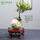 潮裕盆景真正小葉紫檀盆景室內(nèi)客廳陽(yáng)臺(tái)庭院綠植老樁樹(shù)四季常青吸甲醛好養(yǎng) 小葉紫檀盆景120 帶盆栽好