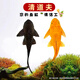 清道夫淡水清潔魚缸魚一公一母小型清道夫金魚清理魚缸的魚 15-16厘米（黃+黑）共2條