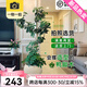 花兮繪造型鴨腳木客廳大盆栽鴨掌木鵝掌柴室內(nèi)落地式大型四季常青綠植物 【造型鴨腳木】150-170cm+膠盆