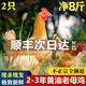 順豐農(nóng)家散養(yǎng)黃油老母雞3年沂蒙山正宗土雞笨雞新鮮現(xiàn)殺柴雞冷凍 2只共7-7.5斤散養(yǎng)黃油老母雞燉湯