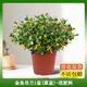 藝萱金魚吊蘭盆栽四季觀花植物金魚花室內(nèi)客廳觀花植物豆瓣綠四季常青 金魚吊蘭1盆【原盆】送肥料
