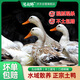 浪閣鮮散養(yǎng)麻鴨土鴨 凈重2.5斤 新鮮現殺水鴨整只鴨肉生鮮 源頭直發(fā)