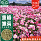 壽禾 雛菊種子苗四季種植菊花盆栽花草種籽 濰育壽彩雛菊種子2千粒