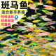 百綸木千斑馬魚觀賞魚苗燈科魚活體冷淡水新練手好養(yǎng)小型熱帶魚紅綠寶蓮燈 【小缸】1-2cm小斑馬8條隨機(jī)色