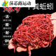 靠森（Kaooseen）釣魚(yú)蚯蚓活餌大號紅蚯蚓土1斤活體盒裝紅蟲(chóng)魚(yú)餌垂釣活餌料散裝 蚯蚓通貨3盒