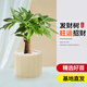 京云夢【買5送1】發(fā)財樹小盆栽花卉辦公室綠植好養(yǎng)四季蛋糕盆源頭直發(fā)