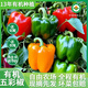 有機水果五彩椒 新鮮采摘 脆甜可口無(wú)農殘蔬菜生鮮3斤/5斤 有機水果五彩椒脆甜可口【3斤】