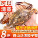 舟山梭子蟹 整只特大螃蟹鮮活冷凍海鮮水產(chǎn) 4-6兩/只【可清蒸】凈重8斤