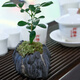 吊蘭小盆景桌面禪意盆栽茶桌小微盆景室內(nèi)好養(yǎng)易活綠植仿石花盆 空谷幽蘭+九里香