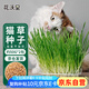 花沃里貓草種子50g*2包小麥草籽 花種子水培盆栽土太陽花卉種子陽臺庭院