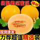 甘肅民勤蜜瓜頭茬蜜瓜黃河沙漠蜜瓜新鮮現(xiàn)摘水果甜瓜香瓜當(dāng)季蜜瓜 5-5.5斤帶箱【1-2枚】