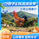 三德子好甄選少年雪山草雞 凈重2.4-3斤 山地散養(yǎng)走地雞生鮮雞肉