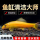 金苔鼠清潔魚(yú)魚(yú)缸工具魚(yú)除藻吃糞便垃圾魚(yú)老鼠魚(yú)熱帶觀(guān)賞魚(yú)清道夫 4-6cm金苔鼠4條