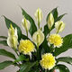 【新品】盆栽白掌綠植花卉四季開花擺放好養(yǎng)室內(nèi)客廳陽臺(tái) 新品推薦：年年繁殖【黃色】大花+濃香型 1株30厘米苗：水培/土培【可開9朵+】送肥