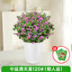 藝萱滿天星盆栽四季開花室內(nèi)客廳帶盆栽好養(yǎng)帶花苞發(fā)貨觀花植物常綠 中盆滿天星+送營(yíng)養(yǎng)液（懶人盆）