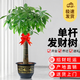 花行榜大型綠植物客廳辦公室內盆栽花卉發(fā)財樹(shù)1.4-1.6m福字盆源頭直發(fā)