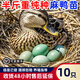 產(chǎn)蛋王麻鴨苗批發(fā)特大半斤一斤脫溫麻鴨苗散養(yǎng)土鴨子苗水鴨苗包活 半斤重麻鴨苗  10只【3公7母】