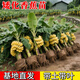 香蕉樹(shù)苗南方四季蘋(píng)果蕉紅皮矮化芭蕉抗寒室內盆栽水果果苗庭院 小米蕉 30-40cm高度