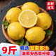 黃六爺四川安岳新鮮黃檸檬果酸無籽青檸檬皮薄奶茶店專用香水檸檬大檸檬 1斤 【單果60-90g 】新店破價