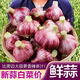 2025新紫皮大蒜新鮮大蒜頭現挖濕蒜泡蒜腌蒜糖醋蒜臘八蒜紅皮鮮蒜 鮮蒜【5斤特大果】直徑5-7cm