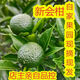 新鮮新會(huì)小青柑果茶枝2024年正宗新會(huì)柑奶茶店?？勺銮喔滩铓?5粒小青柑【量少試味道】 【下單后新鮮現(xiàn)摘】