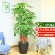 仙植緣【2小時同城配送】2米大型發(fā)財樹盆栽綠植辦公室客廳開業(yè)喬遷送禮 |約1.75米|步步高發(fā)財樹|黑瓷盆 專車送貨 更快更好