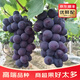 裕農(nóng)叔【JD順豐速發(fā)】巨峰葡萄新鮮水果夏季黑葡萄提子寶石孕婦生鮮送禮 凈重4.8斤（家庭暢享）