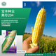 京農(nóng)研玉米種子336甜糯玉米黑白鮮食水果玉米農(nóng)科院大田打糧玉米種籽孑 美珍204雙色鮮食甜玉米  約330粒