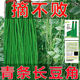 摘不敗長(cháng)豇豆種子壓塌架青條長(cháng)豆角種籽早熟高產(chǎn)易種四季蔬菜種孑 春秋種植 青條長(cháng)豆角【綠先鋒】 推薦【精選1包約50?！? title=