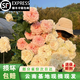 花間町云南新鮮玫瑰花鮮花速遞同城配送基地直發(fā)插花家用生日花束順豐 【A級】蘋(píng)果杰克8枝+2枝 防耗損