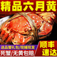【活蟹】陽澄炯炯大閘蟹 鮮活特大螃蟹公蟹母蟹 海鮮水產(chǎn)生鮮禮盒 精品五元蟹20只-送5只0.9-1.2兩