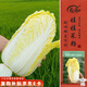 壽禾 娃娃菜種子苗四季黃心秋冬蔬菜種籽 金寶一號(hào)娃娃菜種子約2700粒