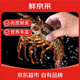鮮京采 鮮活越南小青龍 凈重300-400g/只 生鮮海鮮 源頭直發(fā)