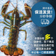 海漁鏈【鮮活發(fā)貨】鮮活波士頓龍蝦 鮮活澳洲紅龍蝦 鮮活小青龍大龍蝦 鮮活波士頓龍蝦 【大號】1-1.2斤/只*2只