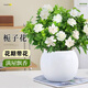 行湘梔子花盆栽花卉室內(nèi)綠植盆栽 120#梔子花+流星雨吸水盆 源頭直發(fā)