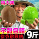 陜西新鮮徐香獼猴桃綠心包郵10斤紅黃眉奇異果縣孕婦翠水果香包郵 9斤 中果【80-100g】超甜多汁