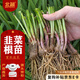 北蔬 韭菜根苗紫根寬葉四季盆栽種植蔬菜苗 韭菜根100棵源頭直發(fā)包郵