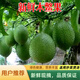 廣西食用木鱉瓜新鮮木鱉果甜葫蘆漏苓子番茄紅素上色稀奇古怪水果 2-3斤青果